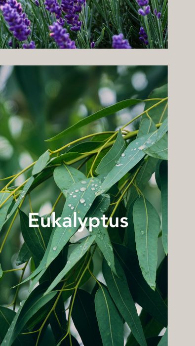 Eukalyptus