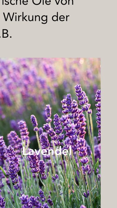 Lavendel
